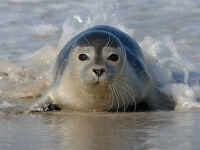 Zeeland-Walcheren-zeehond